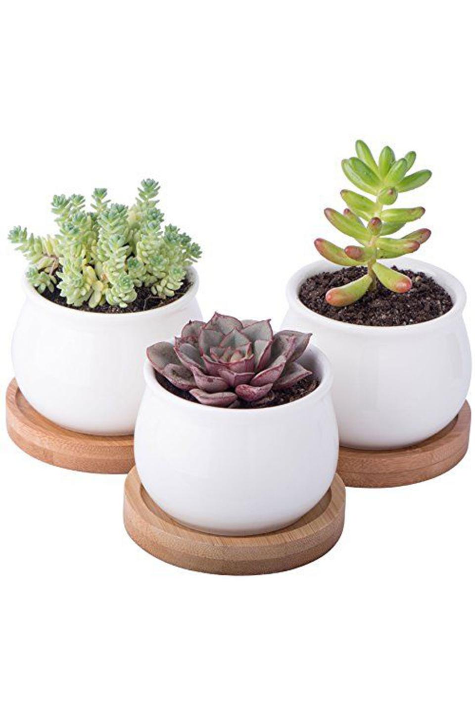 13) Mini White Ceramic Succulent Planter Pot Set