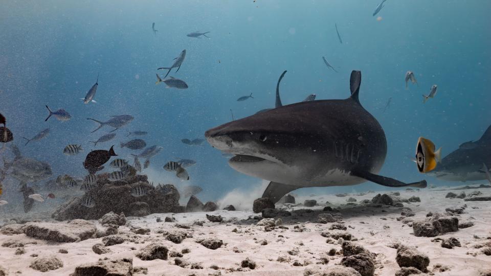 Tiger shark (Galeocerdo cuvier) swimming close to the seafloor off Fuvahmulah, Maldives