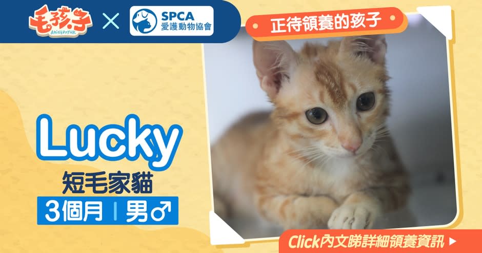 【領養消息】《愛護動物協會》12月13日：短毛家貓Lucky