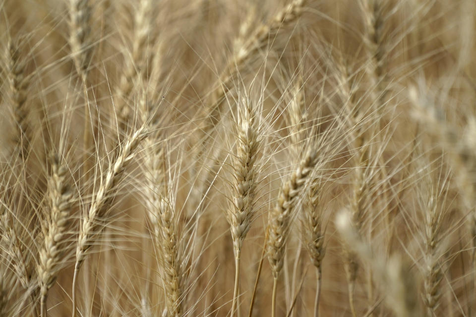 File - Stalks of wheat are shown ready to be harvested, Tuesday, Aug. 18, 2020, near Moscow, Idaho. Following the collapse of a major dam in southern Ukraine, global prices of wheat and other key consumer goods climbed higher on Tuesday.(AP Photo/Ted S. Warren, File)