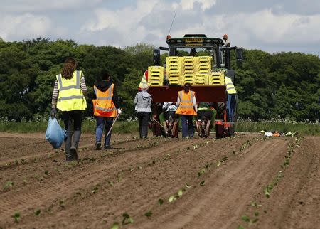 REFILE Workers planting Punkin's at Poskitts farm in Goole, Britain May 23, 2016. REUTERS/Andrew Yates