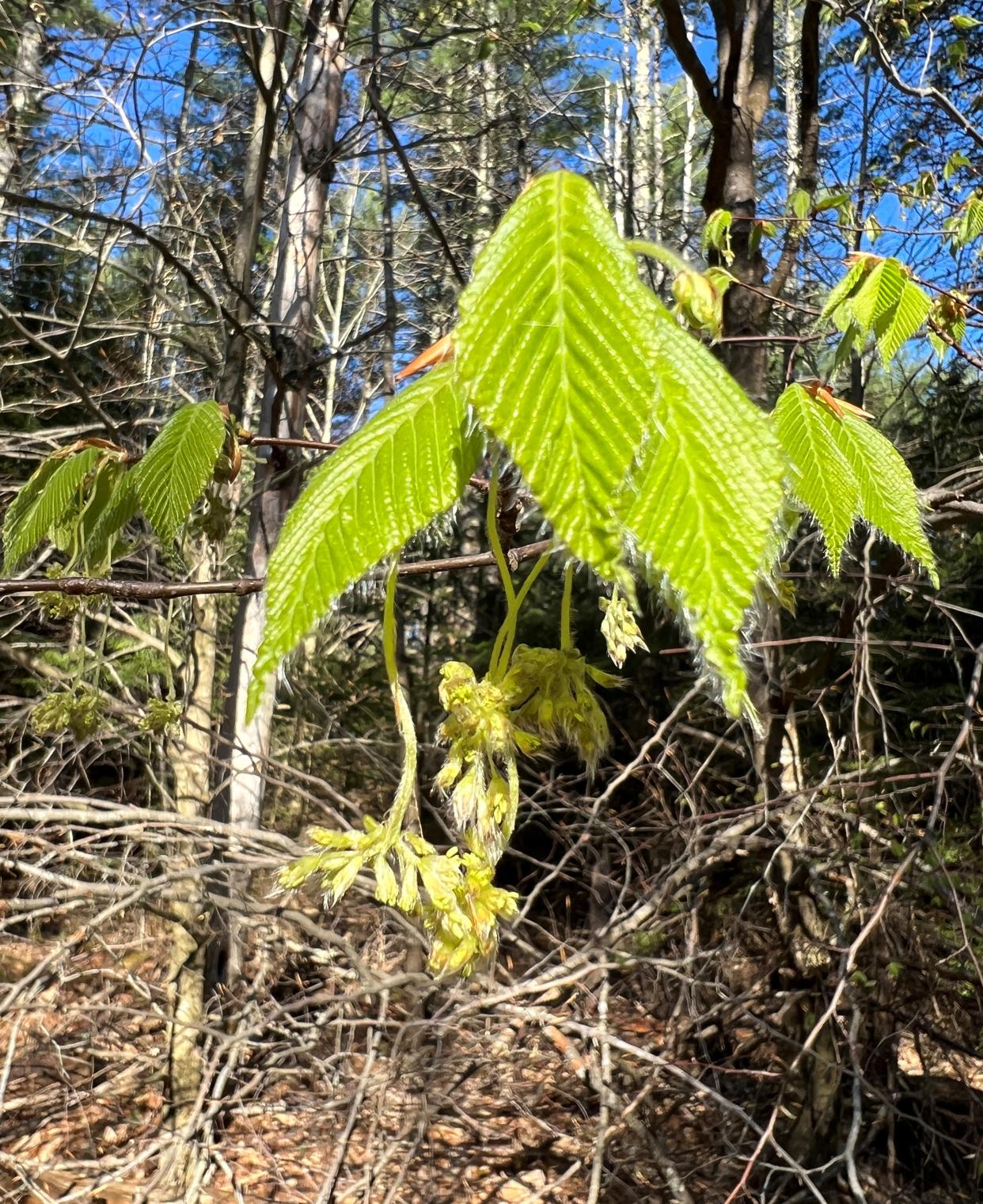 Beech leaf unfolding