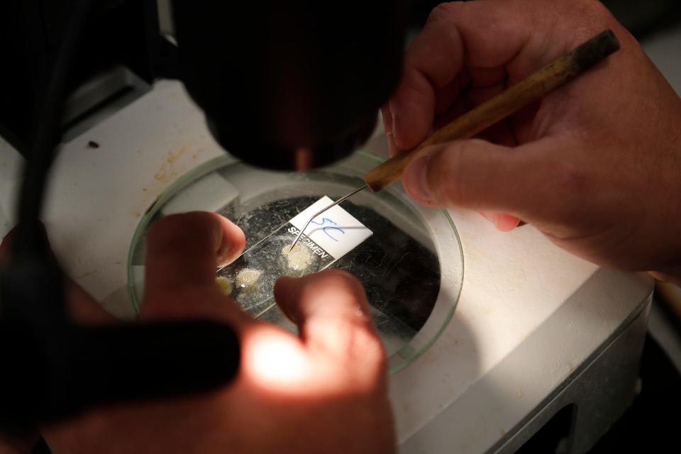 Georgia Department of Natural Resources Fishing Biologist Alex Cummins looks at a sample of fish eggs on a slide in the lab at the Richmond Hill Fish Hatchery.