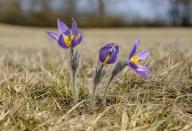 <p>Also referred to as a <a href="https://statesymbolsusa.org/symbol-official-item/south-dakota/state-flower/pasque-flower" rel="nofollow noopener" target="_blank" data-ylk="slk:prairie crocus;elm:context_link;itc:0;sec:content-canvas" class="link ">prairie crocus</a>, this tallgrass flower is, to put it simply, a bit simple.</p>
