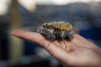 An employee of the HIK abalone farm holds an abalone snail near Hawston, South Africa, April 26, 2023. The high demand has spurred an alternative to wild abalone - farmed abalone. HIK Abalone has a total of around 13 million abalone at any one time at their two south coast farms. (AP Photo/Jerome Delay)