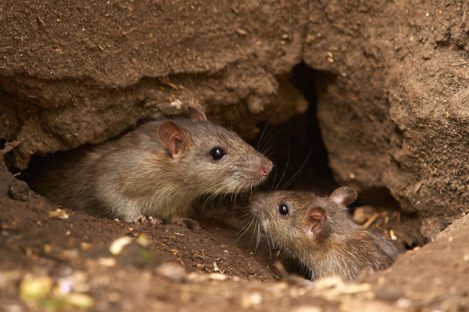 Two wild Brown Rat (Rattus norvegicus)