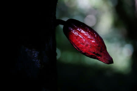 A cocoa pod is seen at the plantation of Yoffre Echarri in Caruao, Venezuela October 24, 2017. REUTERS/Carlos Garcia Rawlins