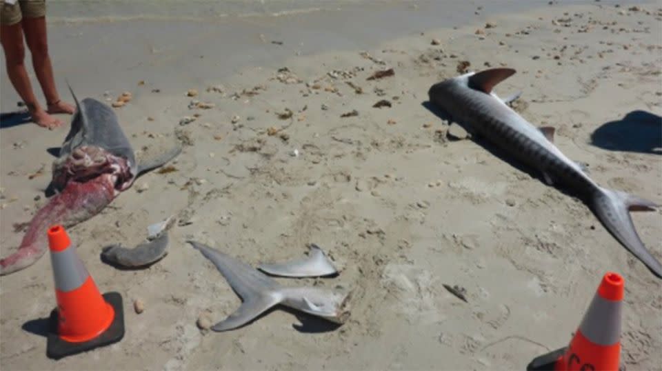 Three tiger sharks, all with their jaws removed, were found at the popular Perth beach. Source: WA Fisheries