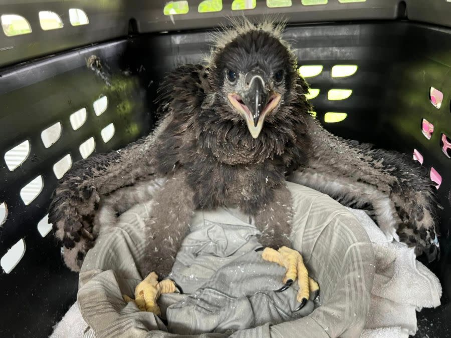 Austin Wildlife Rescue (AWR) treated a special type of patient for the very first time last week: a baby bald eagle | Courtesy Jules Maron