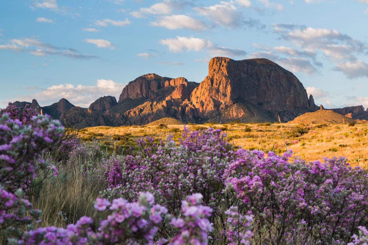 sagebrush in bloom at the chisos mountains