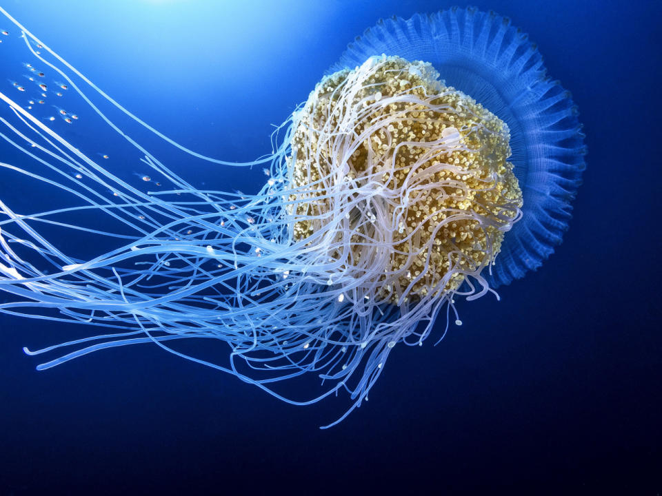 <p>A rainbow colored crown jellyfish swims near Protea Banks. (Pier A. Mane/Caters News)</p>