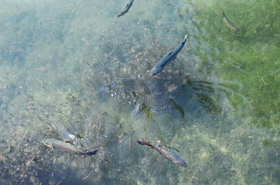 Fish swim in one of three spring-fed ponds available for guests to observe at the Oden State Fish Hatchery.
