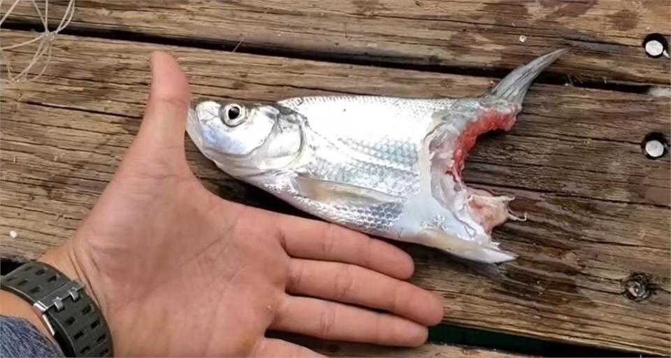 「潭中惡霸」肆虐生態！日月潭魚虎成「攔路虎」 上鉤魚遭狠咬僅剩半身