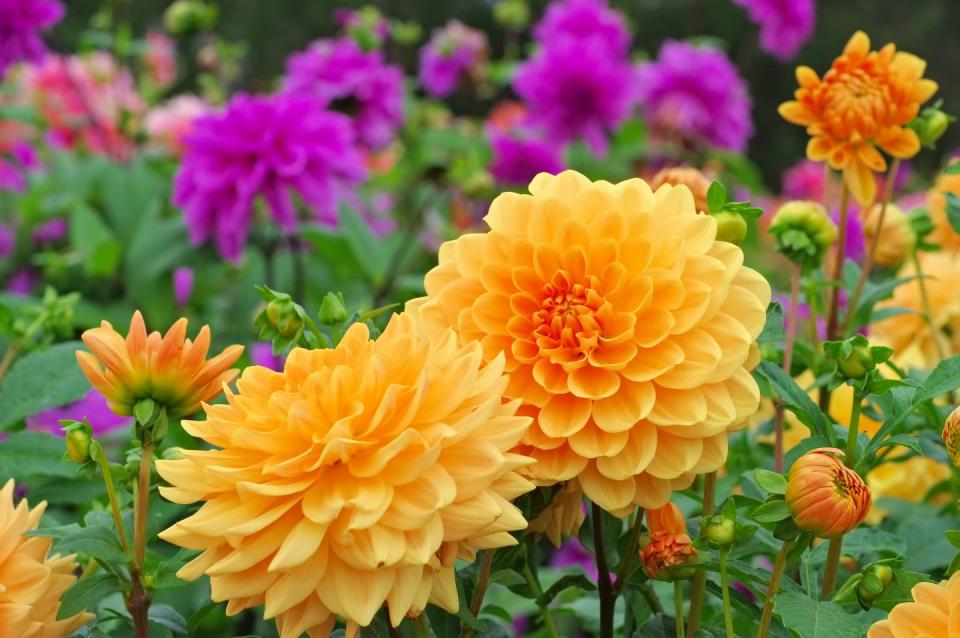 summer flowers, yellow dahlias outside