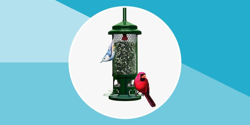 10 Best Bird Feeders for All Your Favorite Species