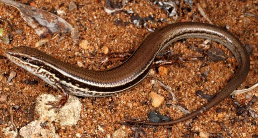 This Australian National University (ANU) handout photo, released on October 29, shows a six-centimetre (two-inch) long "Ctenotus ora" or the coastal plains skink, sitting on rock. Scientists announced the discovery of this new species, fighting to survive among the sand dunes outside Perth in Western Australia