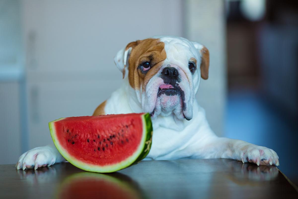 can dogs eat watermelon white seeds