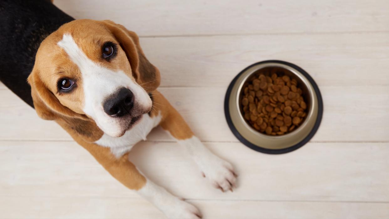  A beagle dog is lying on the floor next to a bowl of dry food. 