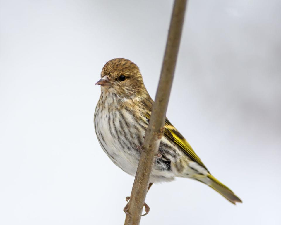 The pine siskin is a winter finch that visits in winter from breeding ranges in Canada.