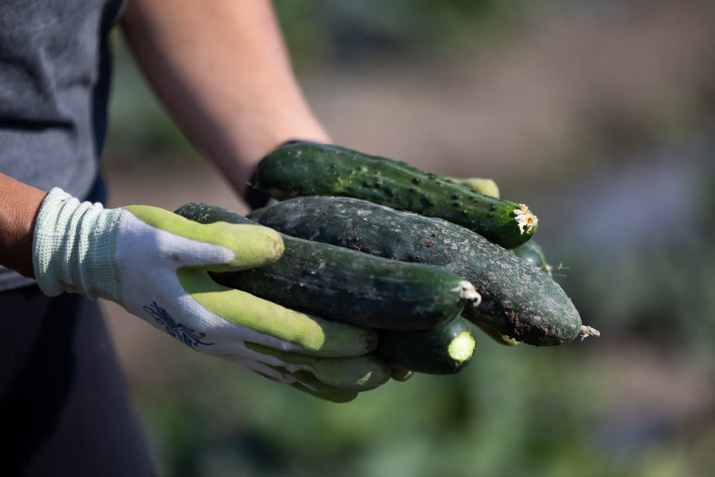 Another Cucumber Recall Impacts States Across the U.S.