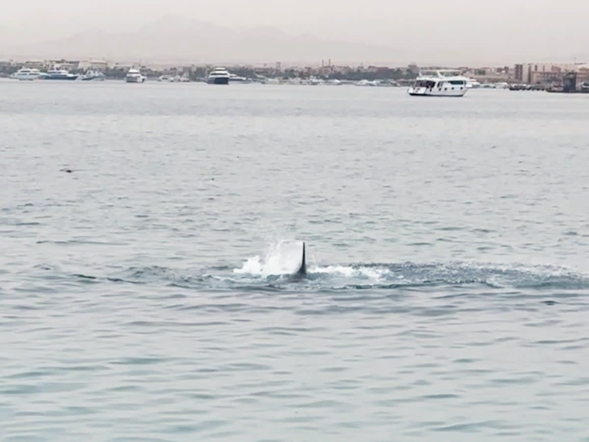 A shark fin is seen above the water during a shark attack in Hurghada (Grigory Kataev via REUTERS)