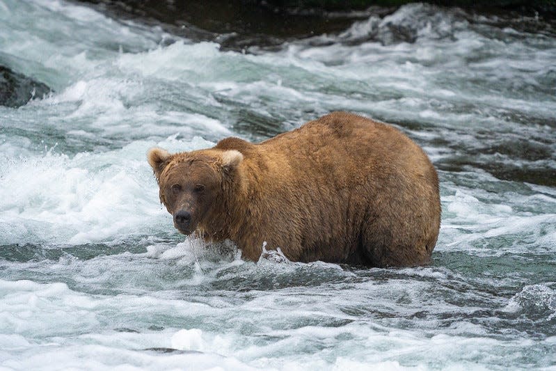 Bear 128 Grazer is considered one of the best anglers on the Brooks River at Katmai National Park and Preserve.