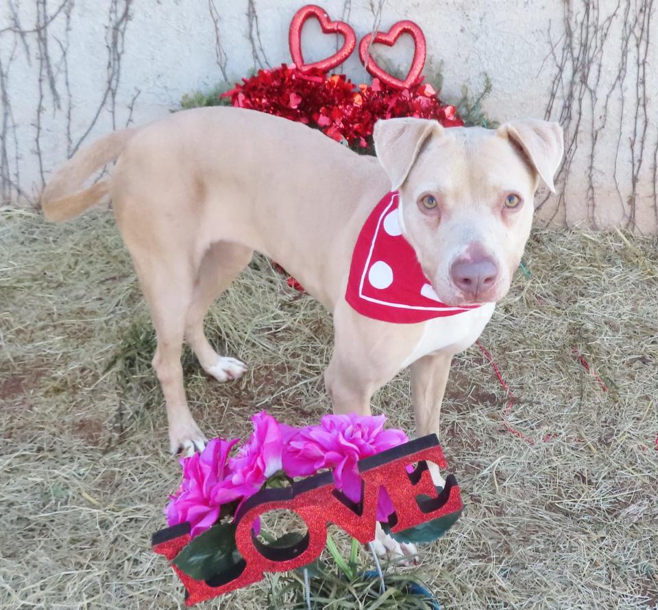 Nala, ID #316045, is a friendly and laidback 4-year-old, 50-pound pit bull terrier. Nala looks up at you with her soulful golden eyes when she gets any kind of attention. She would love to have a home where she gets to be a couch potato. Any dog that weighs 40 pounds or more is fee waived. To meet Nala, go to the Oklahoma City Animal Shelter at 2811 SE 29 between noon and 5 p.m. or go online to www.okc.gov or www.okc.petfinder.com.