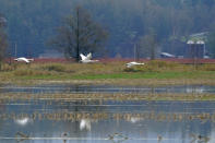 CORRECTS BIRDS TO SWANS INSTEAD OF GEESE - Swans fly over flooded farmland near Sumas, Wash., Monday, Nov. 29, 2021. People in Sumas, located near the Canadian border, were asked to evacuate voluntarily Saturday night, as communities in the area were still dealing with flooding from a storm earlier in the month. (AP Photo/Elaine Thompson)