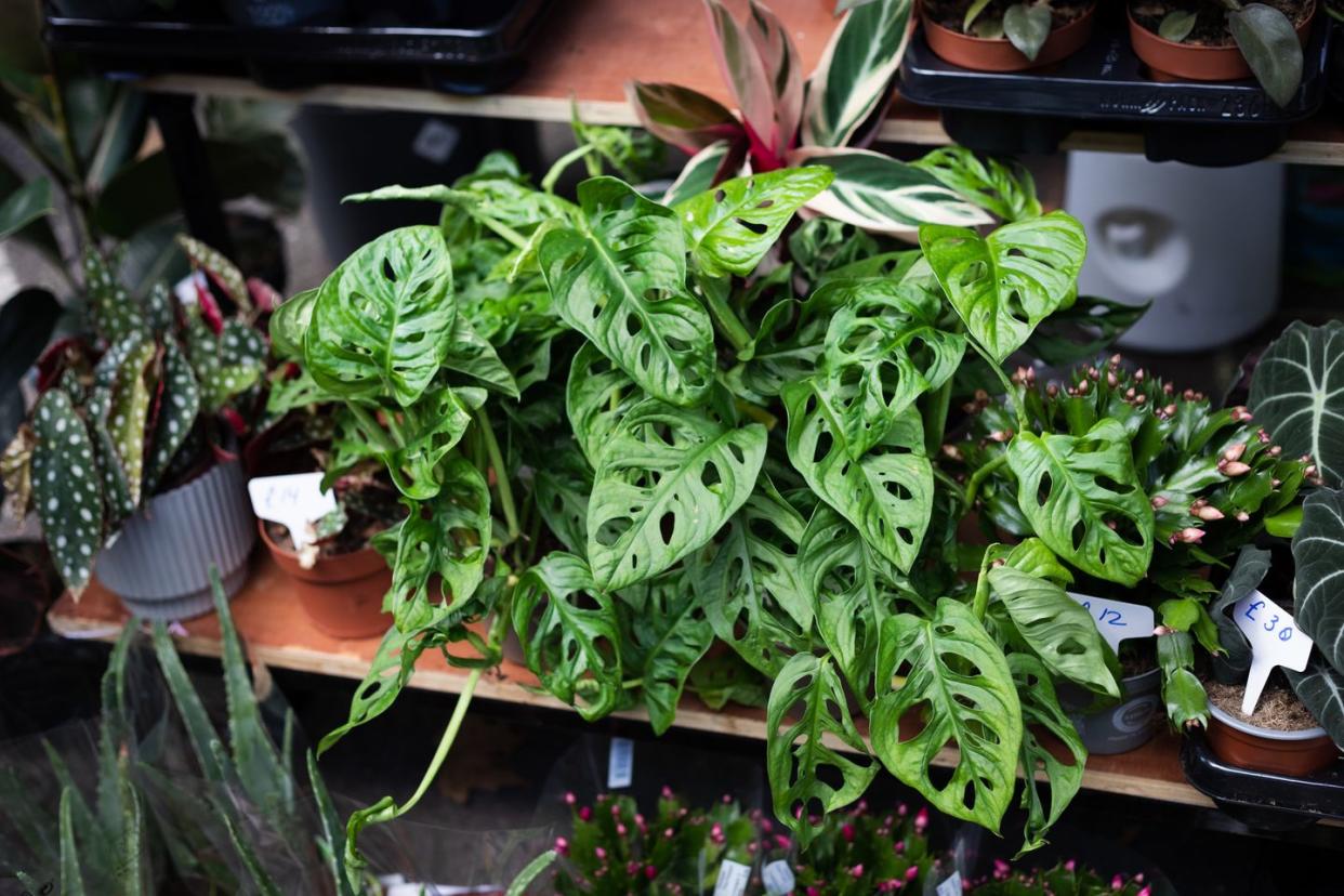 plants in flower market swiss cheese plant, or five holes plant, is a species of flowering plant from family araceae which is widespread across much of south america and central america