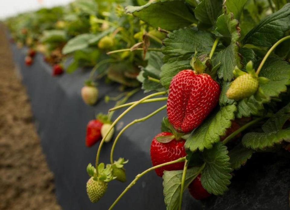 Several Northern California farms are letting people come and pick their own berries and fruits this spring and summer season. Here’s where to go.