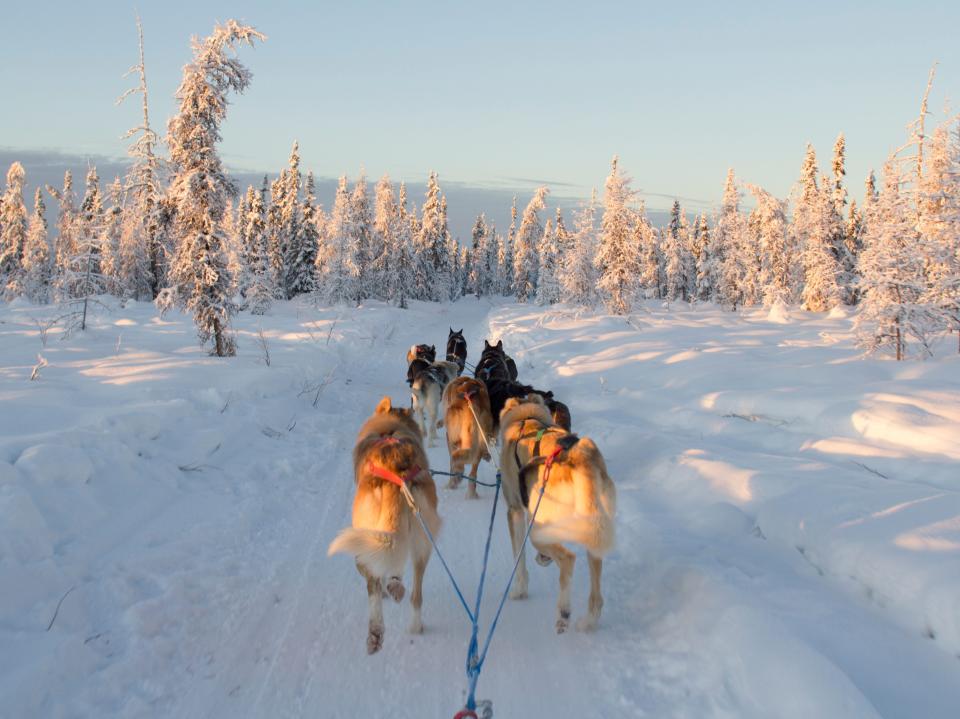 Several dogs pulling a sled through the snow into a snowy tree area