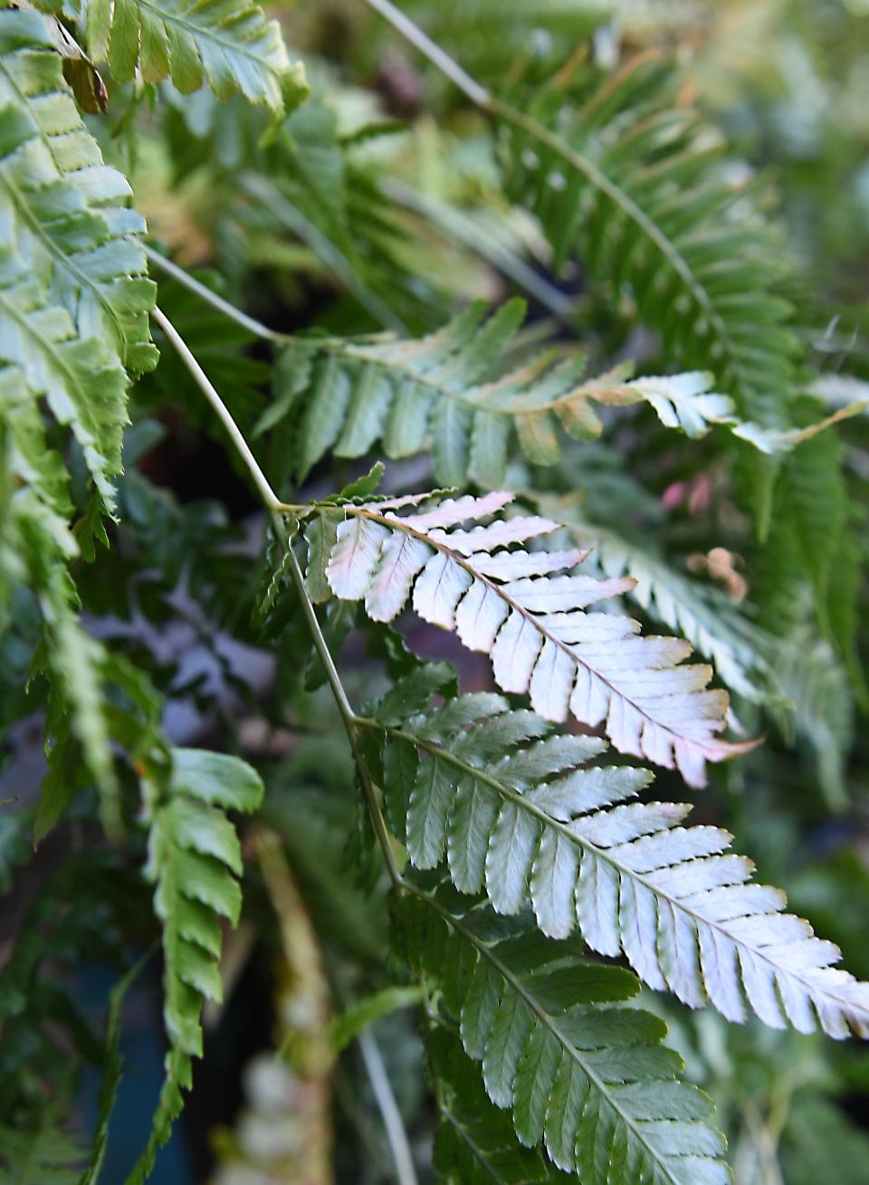 Ann Foster Viehman of Foster's Garden Center in Spartanburg. Foster's Garden Center is a family owned business that has been in Spartaburg more than 50 years. These are Autumn Ferns:         
A low-growing frilly fern that behaves like a groundcover due to its spreading habit.