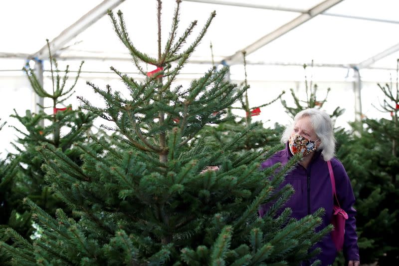 Sale of Christmas trees in Milton Keynes