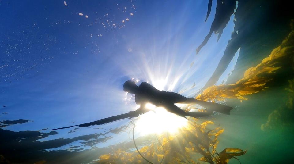 Mitsuki Hara swims in the ocean with a spearfish as kelp gathers around her