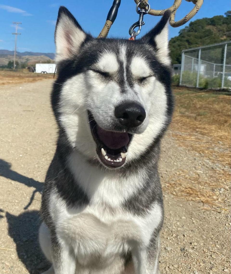Winter, a husky dog, is available for adoption at the San Luis Obispo County Animal Services shelter in San Luis Obispo.