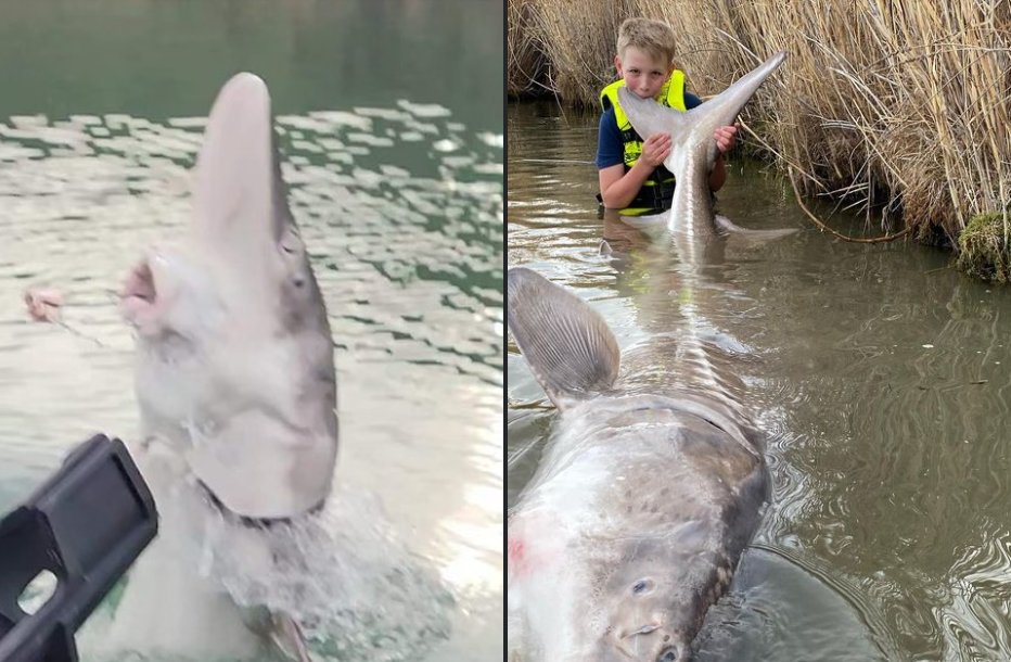 美國一名12歲男童泰勒（Tyler Grimshaw），日前和父親出門釣魚時，竟在「戰鬥」了整整50分鐘後，拉起一尾長約3公尺的巨大鱘魚（Sturgeon）！（圖／翻攝自臉書／Jones Sport Fishing）