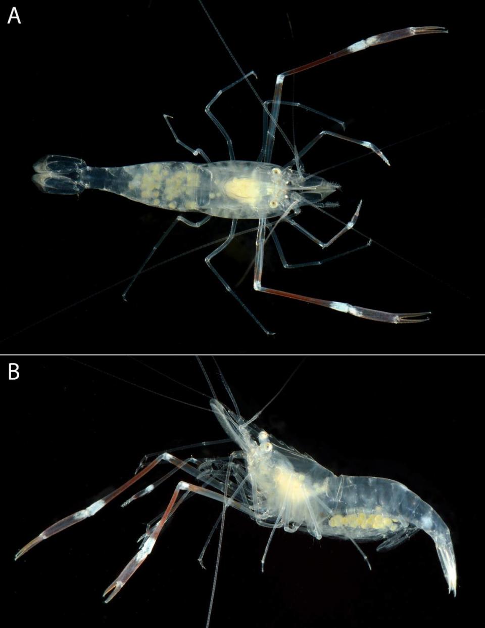 The new species of shrimp, Palaemonella jamila, as seen from the top and side. Photos from Arthur Anker