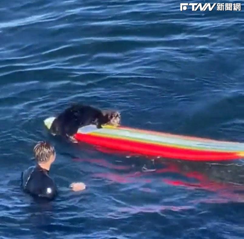 圖為海獺搶奪衝浪客的衝浪板。（圖／「Santa Cruz Police」臉書）