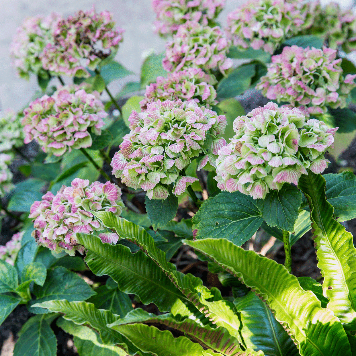  Purple hydrangeas 