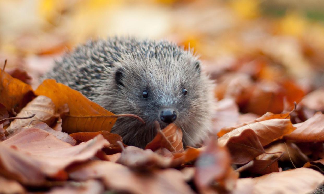 <span>Hedgehogs have experienced years of decline in British gardens due to habitat loss and fragmentation.</span><span>Photograph: Tom Marshall/The Wildlife Trusts/PA</span>