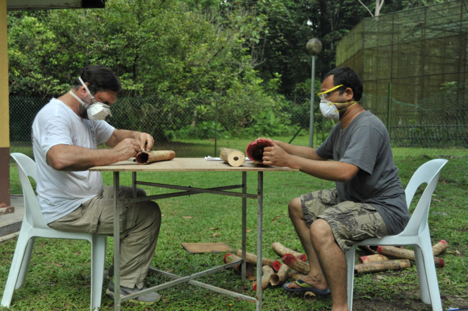 Tusks in Malaysia