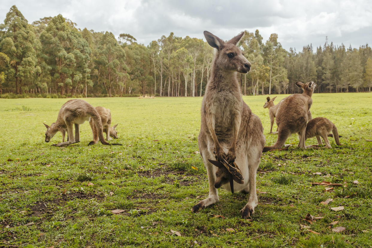 Kängurus gehören zur Wildnis Australiens und sind dort allgegenwärtig. (Bild: Getty Images)