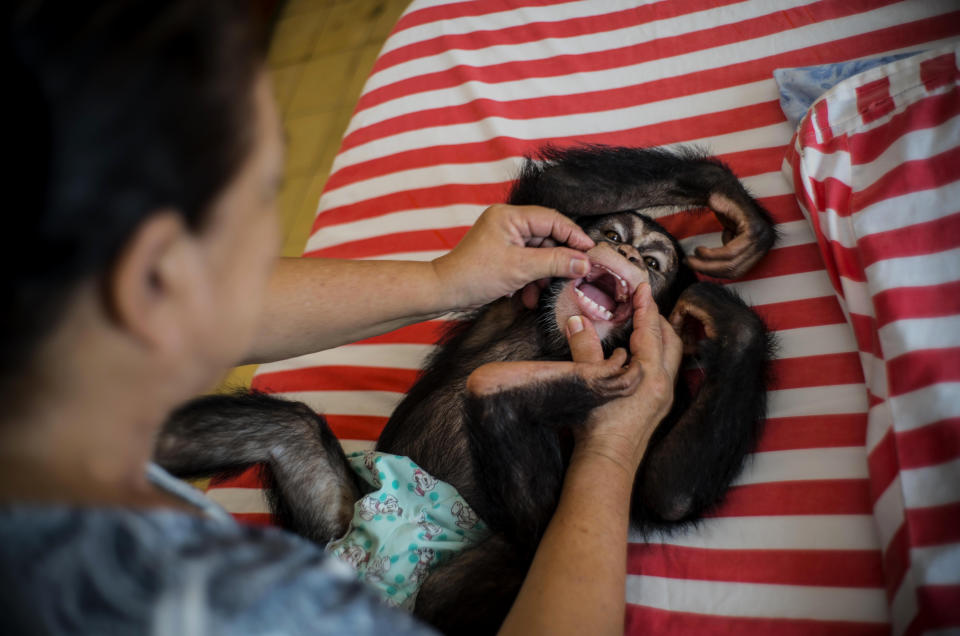 CORRECTS SPELLING OF MARTA - In this April 4, 2017 photo, zoologist Marta Llanes plays with baby chimpanzee Ada, at her apartment in Havana, Cuba. Ada, the female, is 13 months old, Anuma, the male, 15. Both wear diapers. While zoos in other countries may have specialized facilities for raising baby animals, in Cuba the job falls to Llanes, a 62-year-old zoologist who has cared for 10 baby chimps in her central Havana apartment since she started working at the city zoo in 1983. (AP Photo/Ramon Espinosa)