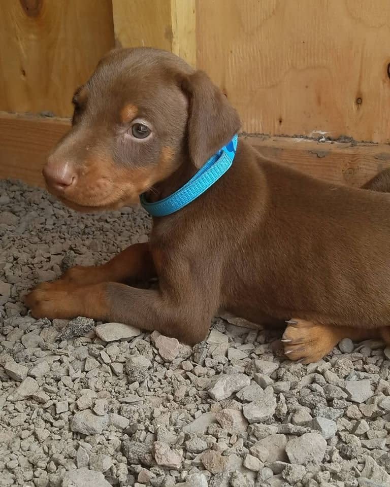 The dogs were recovered from an alleged unlicensed breeder in Quarryville, Lancaster County, last week. (Photo: Pennsylvania SPCA)