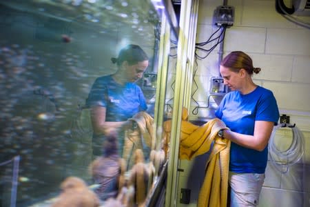 Chief coral scientist Keri O'Neill cleans an aquarium full of Pillar coral (Dendrogyra cylindricus) just a few days before the animals would successfully spawn in an aquarium for the first time at a Florida Aquarium facility in Apollo Beach, Florida