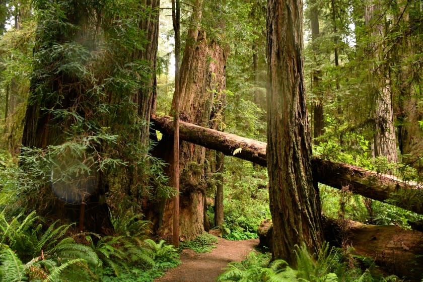 Prairie Creek Redwoods State Park in Humboldt County <span class="copyright">(Christopher Reynolds / Los Angeles Times)</span>