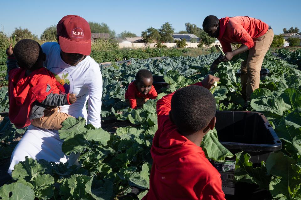 The Machokoto family harvests greens at Spaces of Opportunity on November 21, 2023.