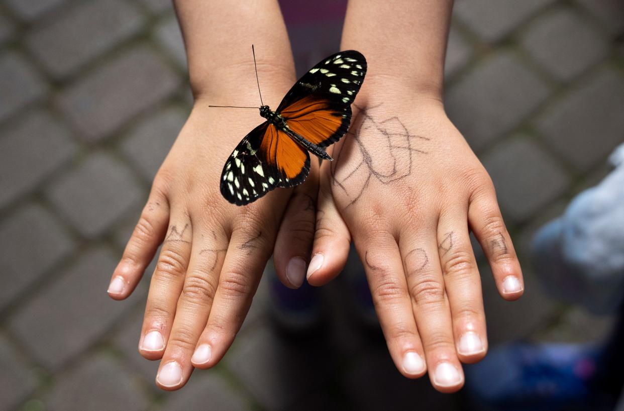 Visitors to Franklin Park Conservatory and Botanical Gardens can view hundreds of exotic butterflies during Blooms & Butterflies, which runs through July 7.