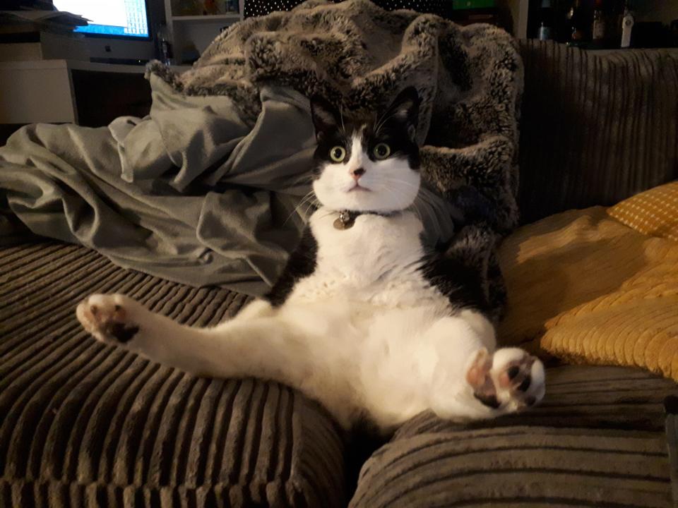 Cat sitting with legs spread apart