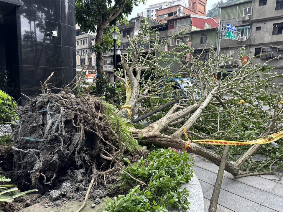 卡努風狂吹倒樹　壓垮電桿新北新店逾七百戶停電 277